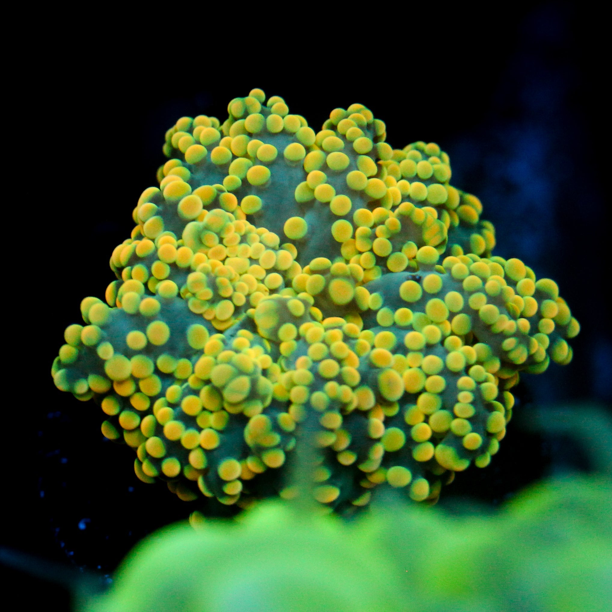 JC Yellow Octo