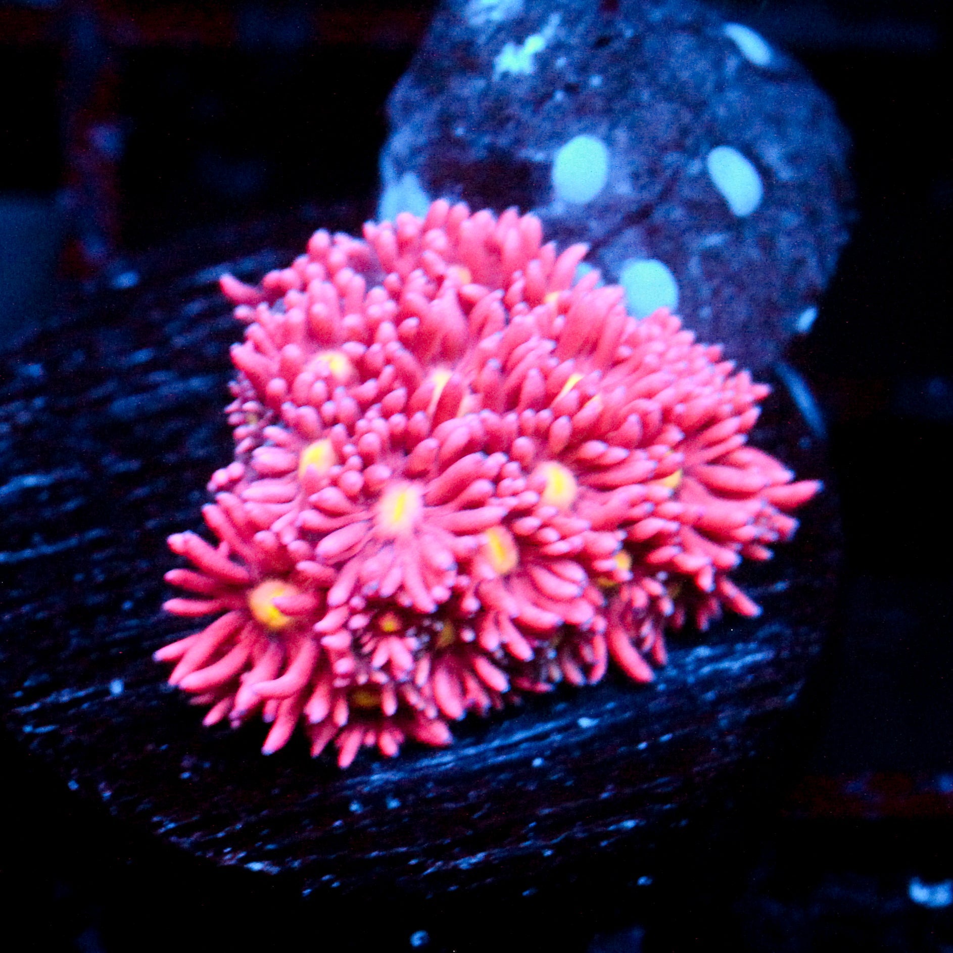 JC Pink Rose Goni (last one)