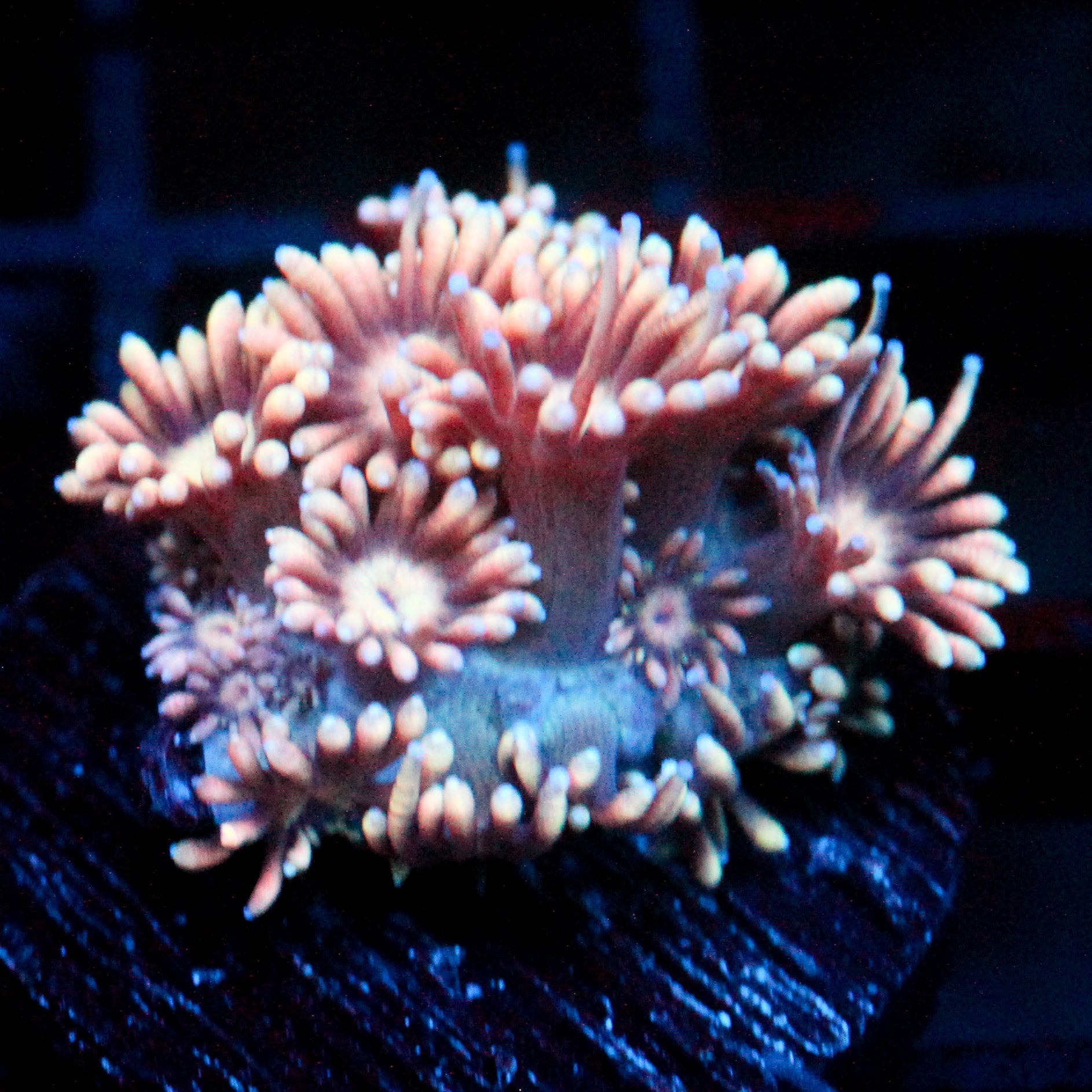 JC Peach Petals Goni