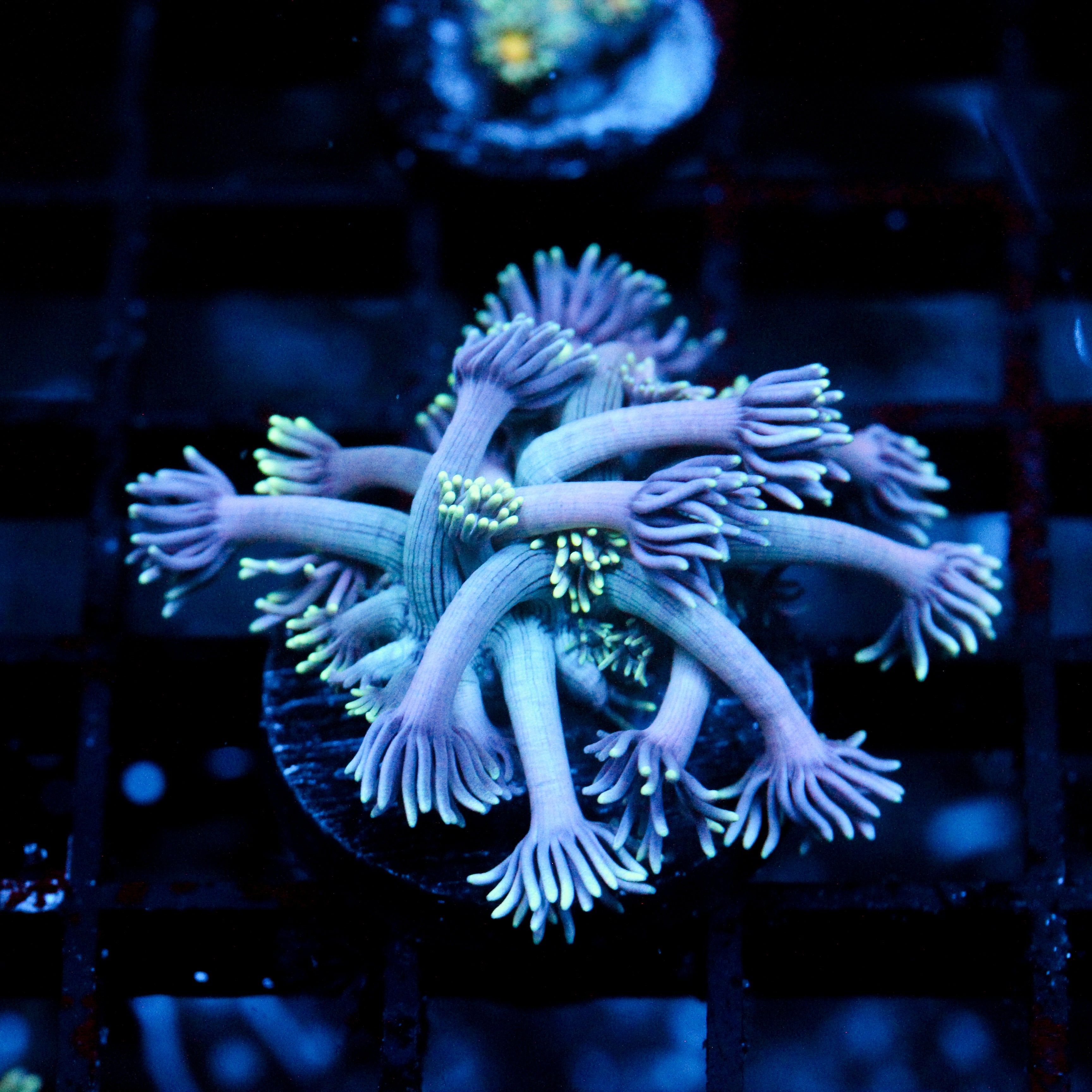 JC Chilled Tendrils Goni