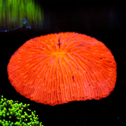 JC Highlighter Plate Coral 2"