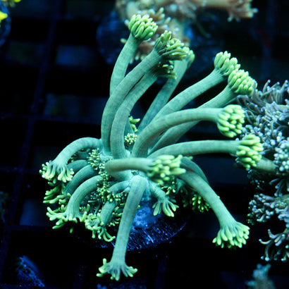 JC Sea Grapes Goni