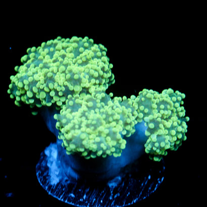 JC Minty Green Multihead octo