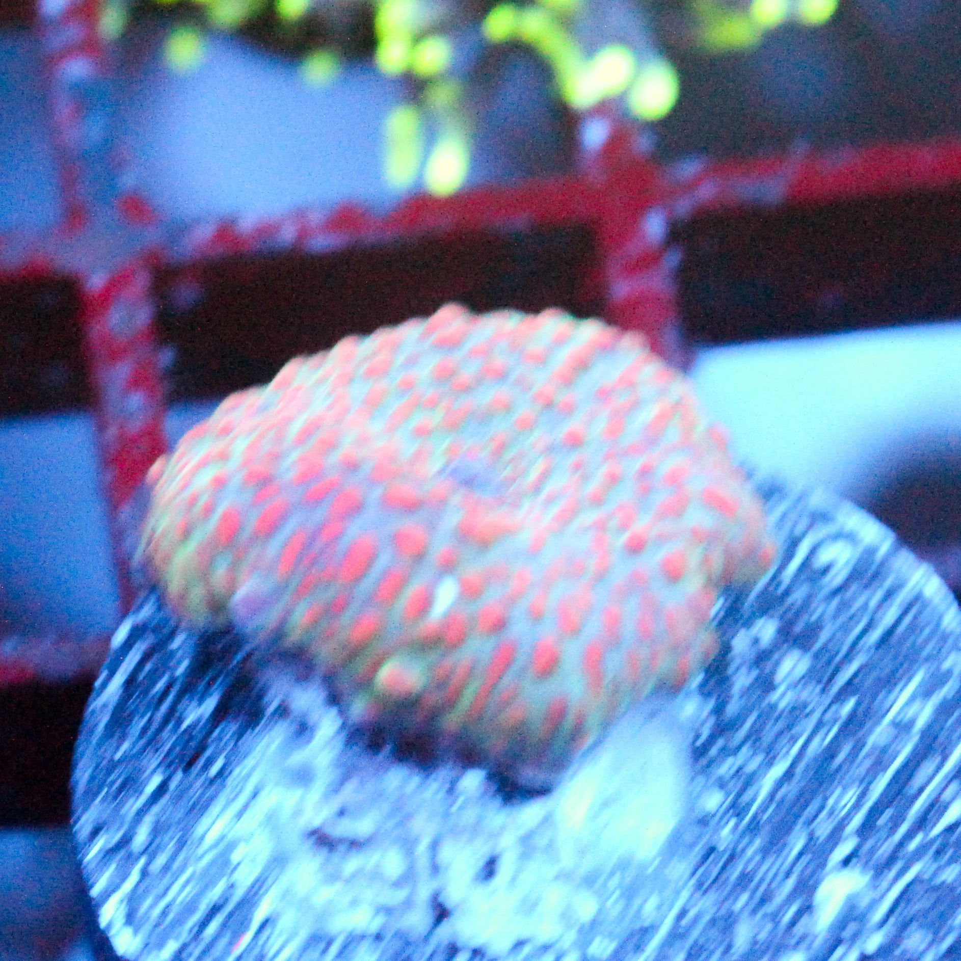 JC Red Pimple Discosoma