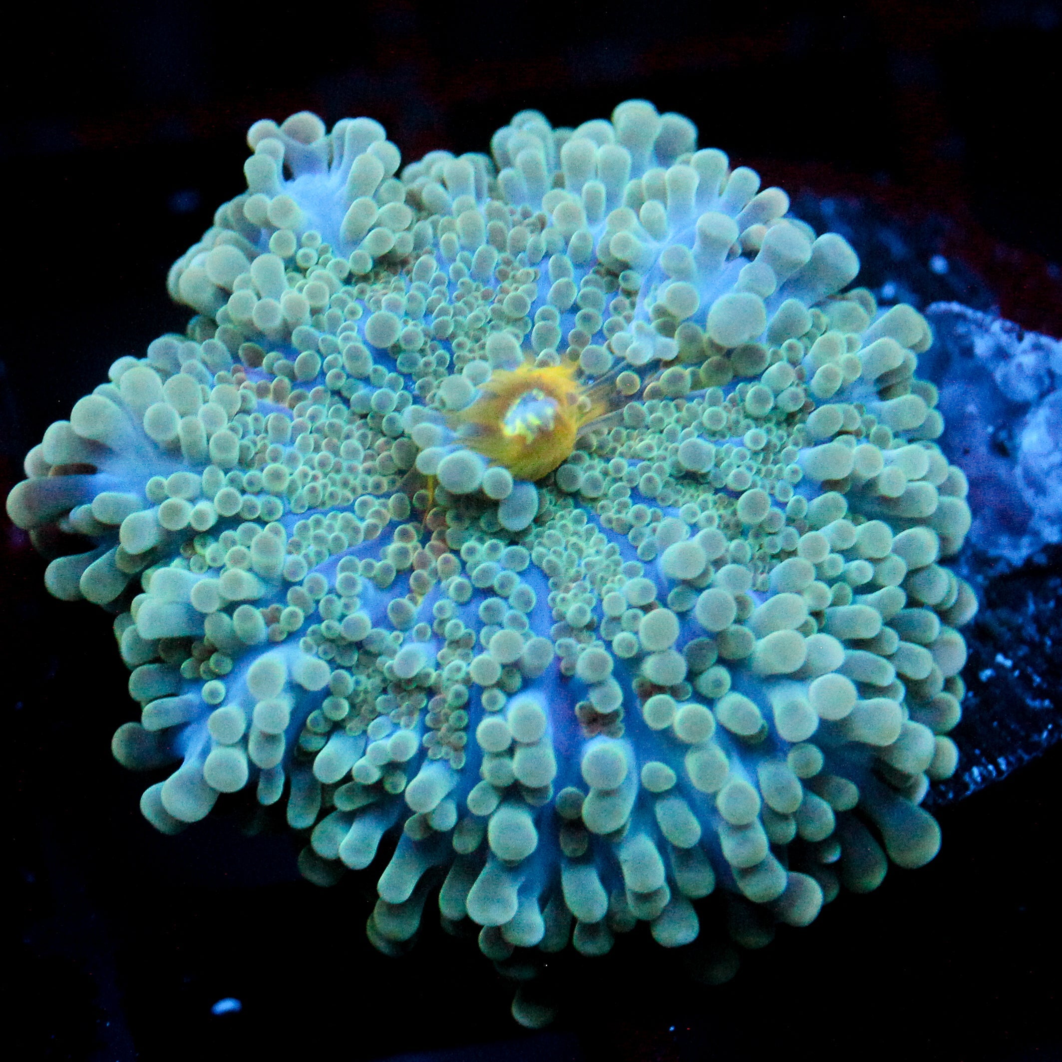 JC Blue Emperor Yuma