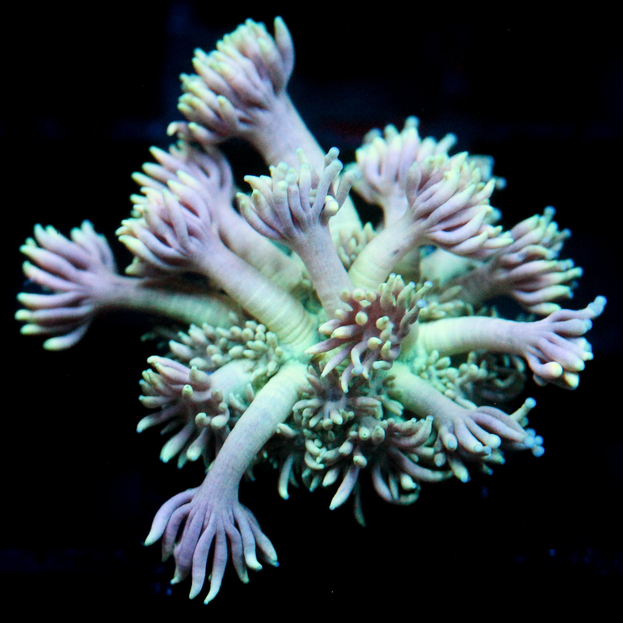 JC Purple Spectral Goni