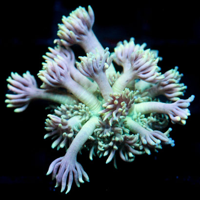 JC Purple Spectral Goni