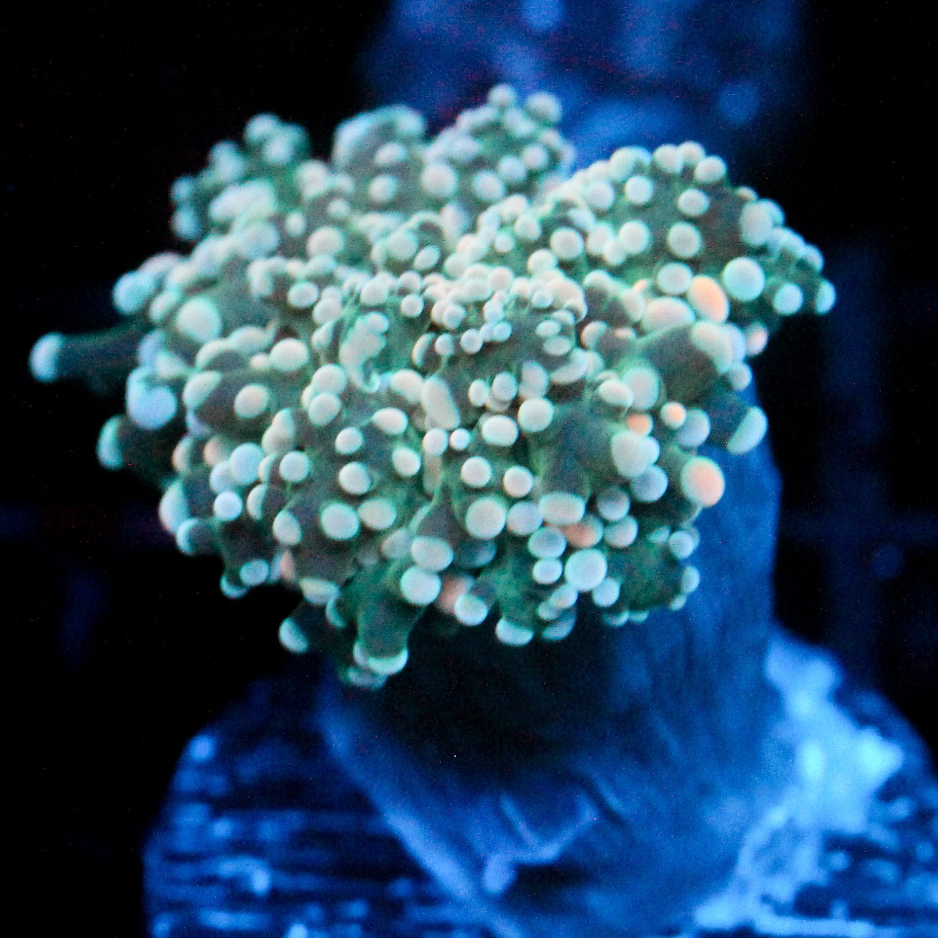 JC Orange Vibe Octo
