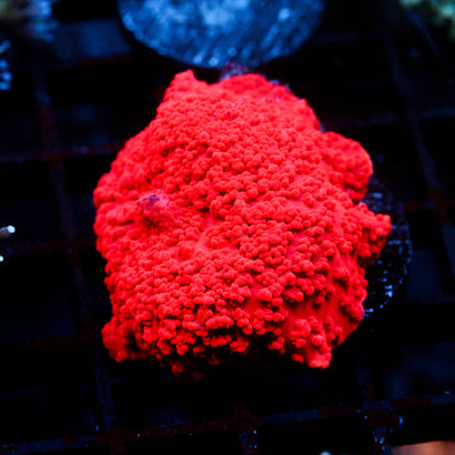 JC Ultra Red Discosoma (XL)