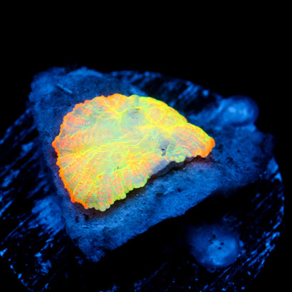 JC Supernova Rhodactis