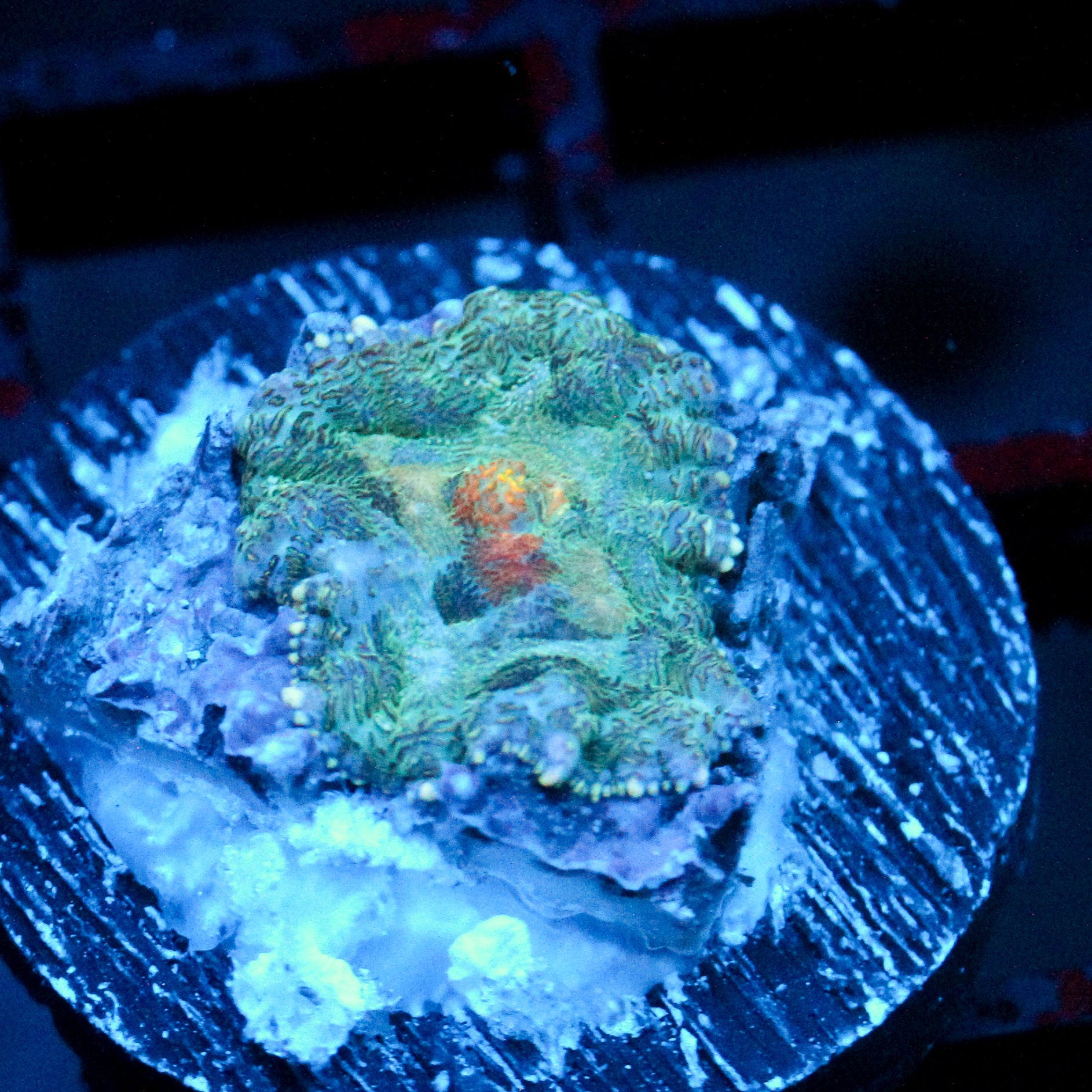 JC Gold Gobbler Rhodactis