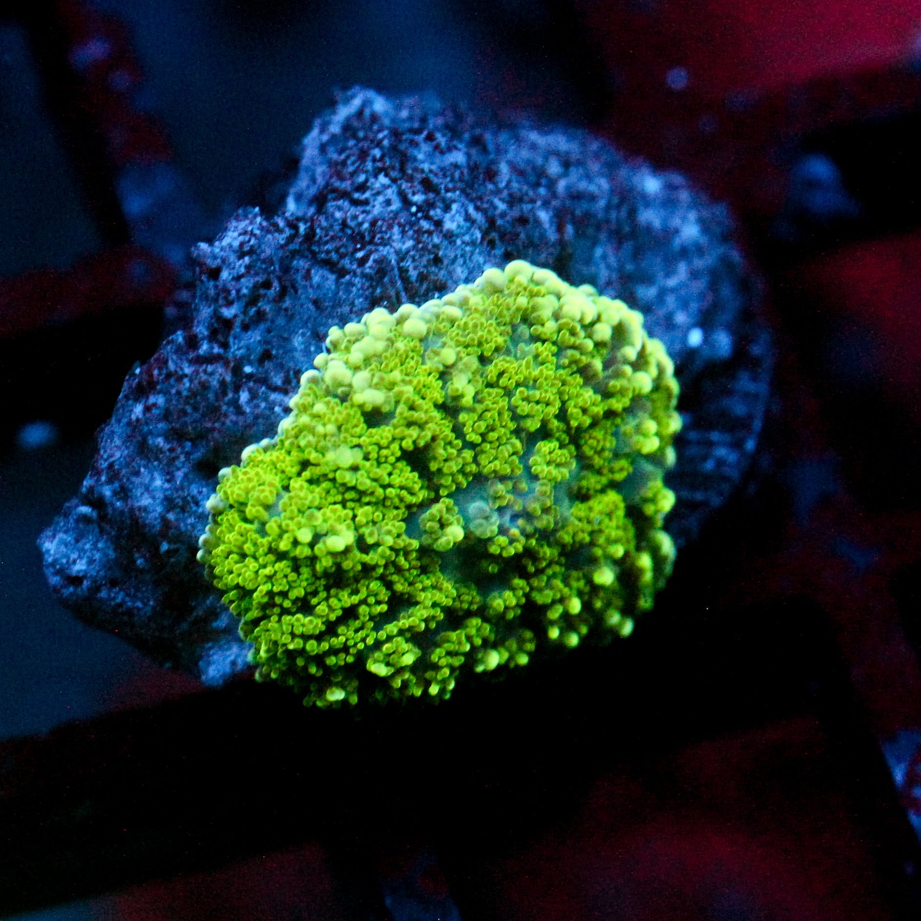 JC Neon Green Rhodactis