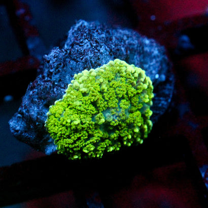 JC Neon Green Rhodactis