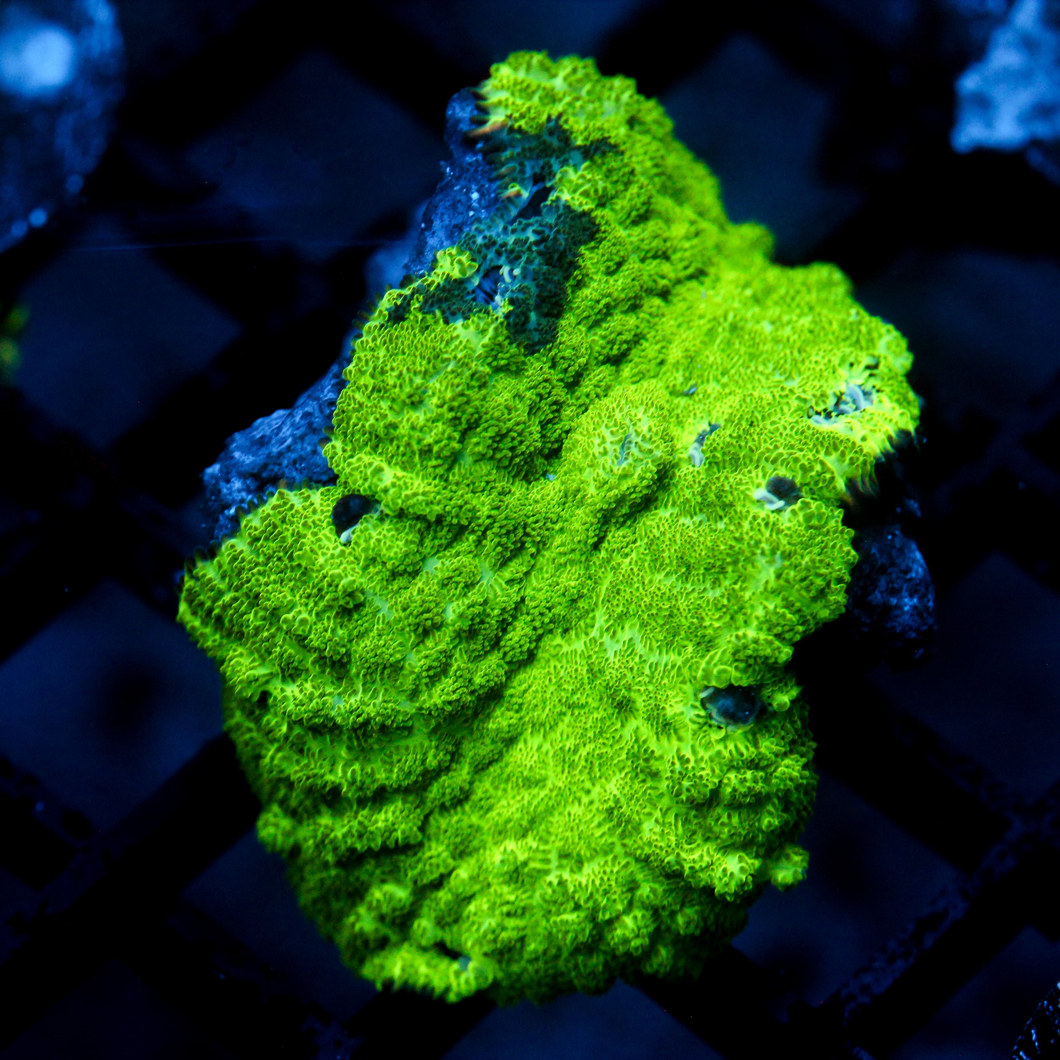 JC Kryptonite Rhodactis Mushroom (LG)