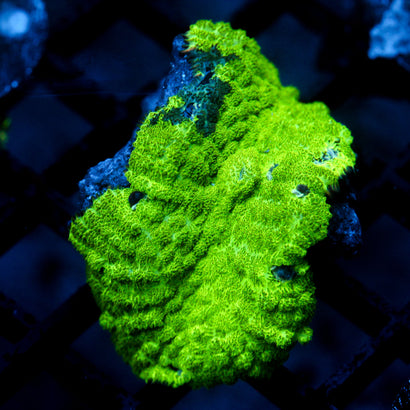 JC Kryptonite Rhodactis Mushroom (LG)