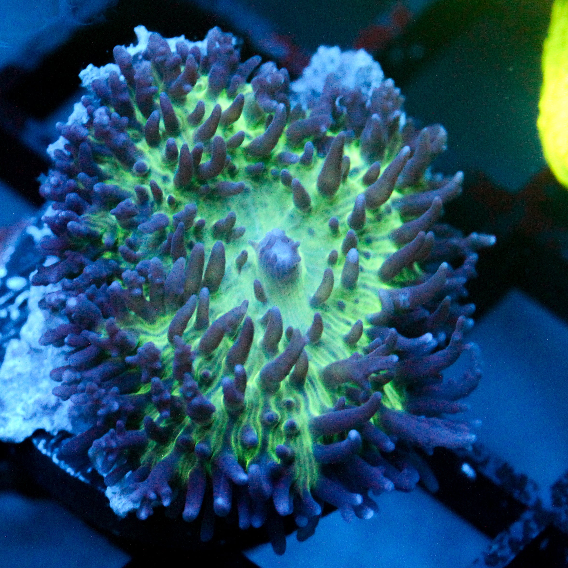 JC Fuzzy Mushroom