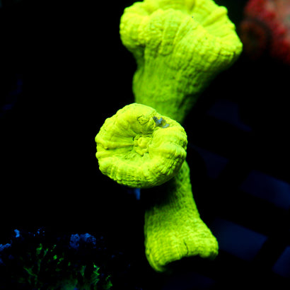 JC Neon Trumpet Coral