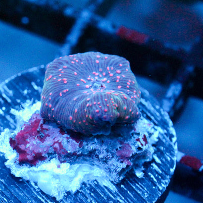 JC Pink Pimple Discosoma