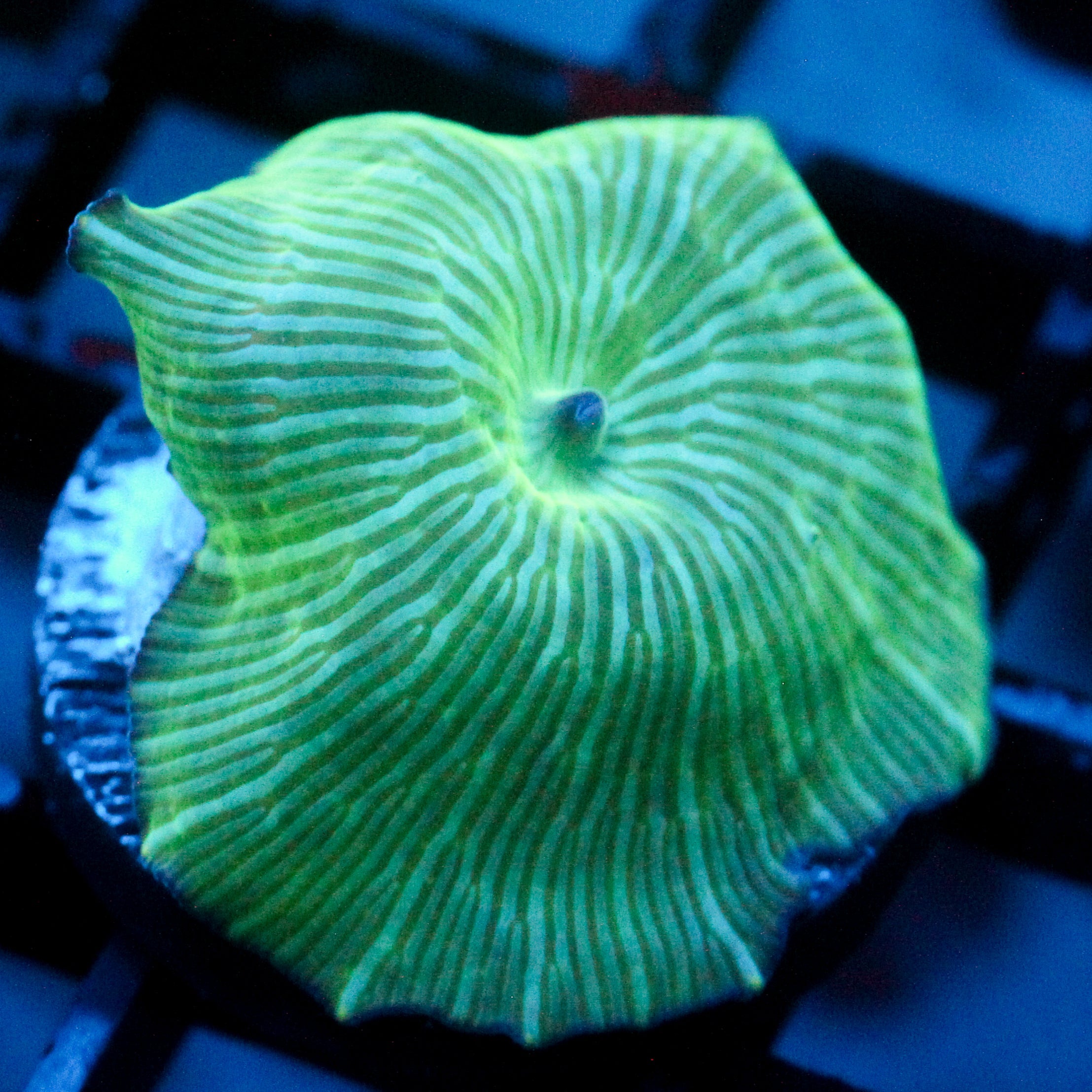 JC Watermelon Rind Discosoma