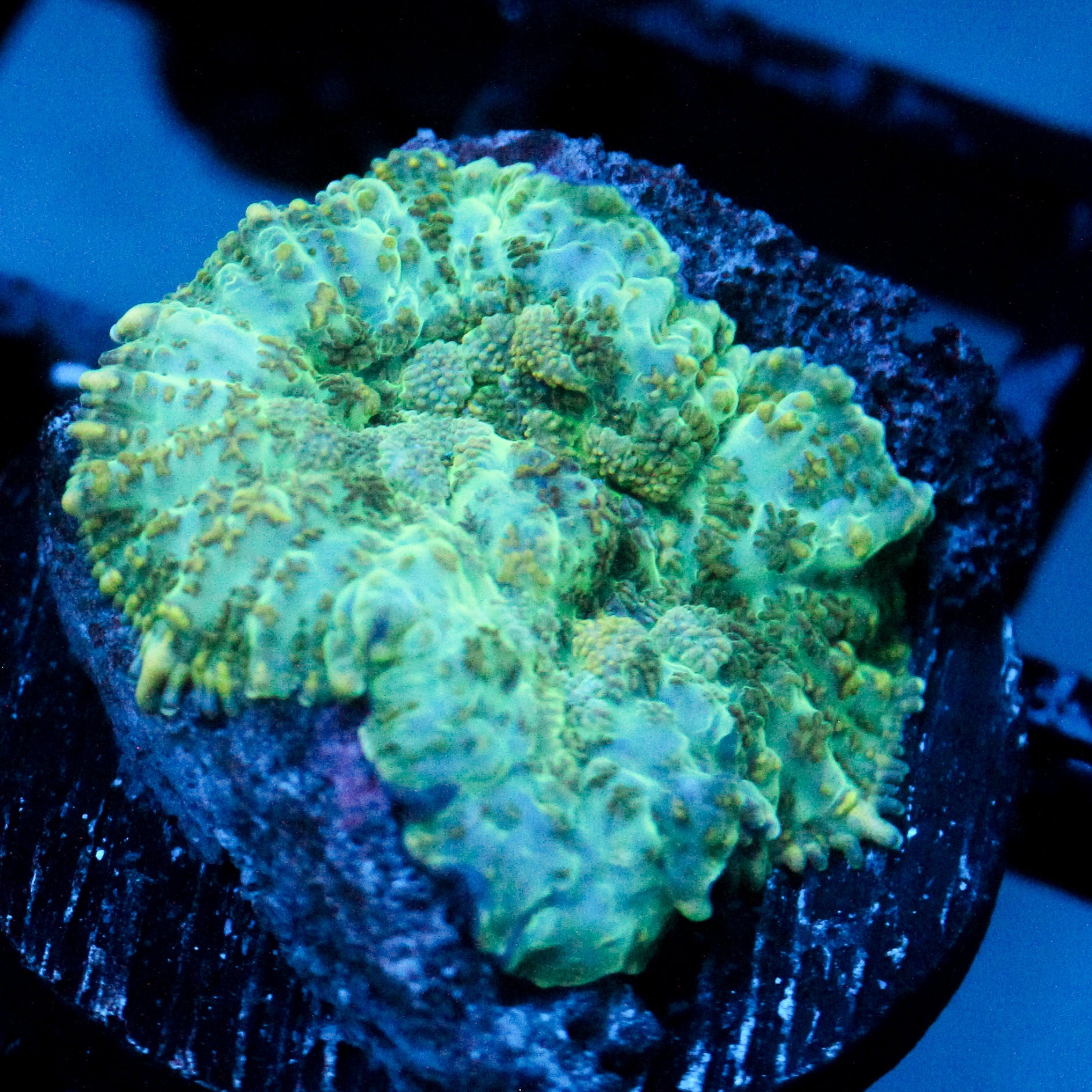 JC Camo Cushion Rhodactis