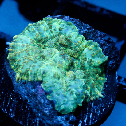 JC Camo Cushion Rhodactis