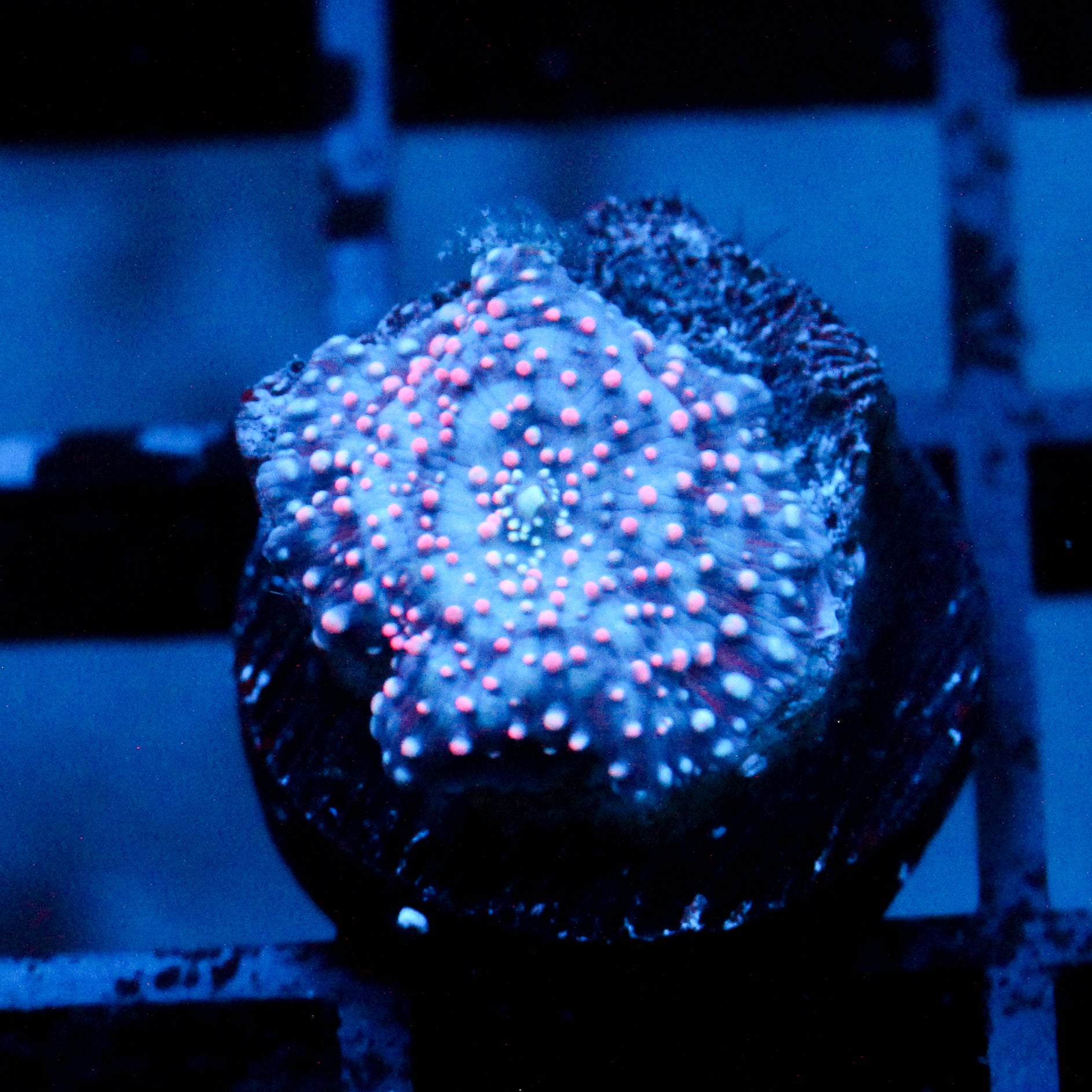 JC Pink Pimple Discosoma