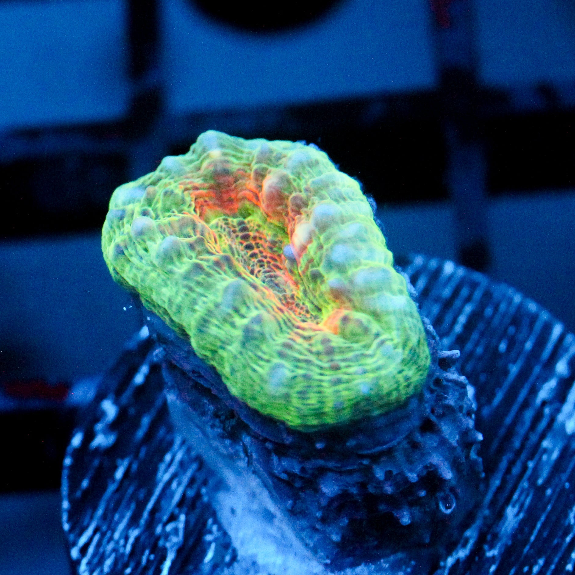 JC Jeepers Creeper Branching Lobo