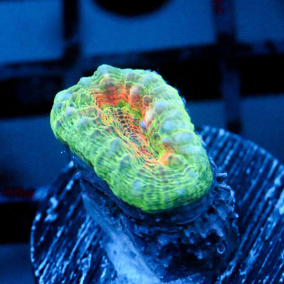 JC Jeepers Creeper Branching Lobo