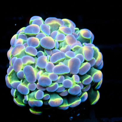 JC Ultra Hologram Hammer