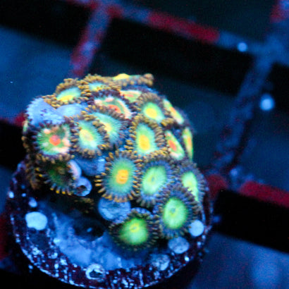JC Saturn Zoanthid mix