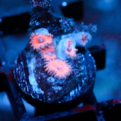 JC Amber Bliss Zoanthid