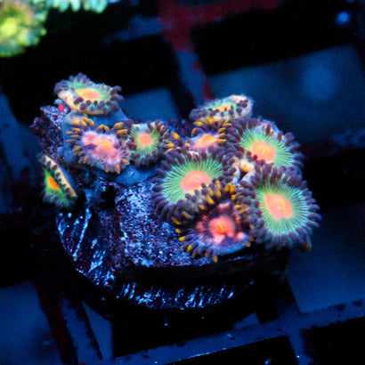JC Zoa Garden Seed