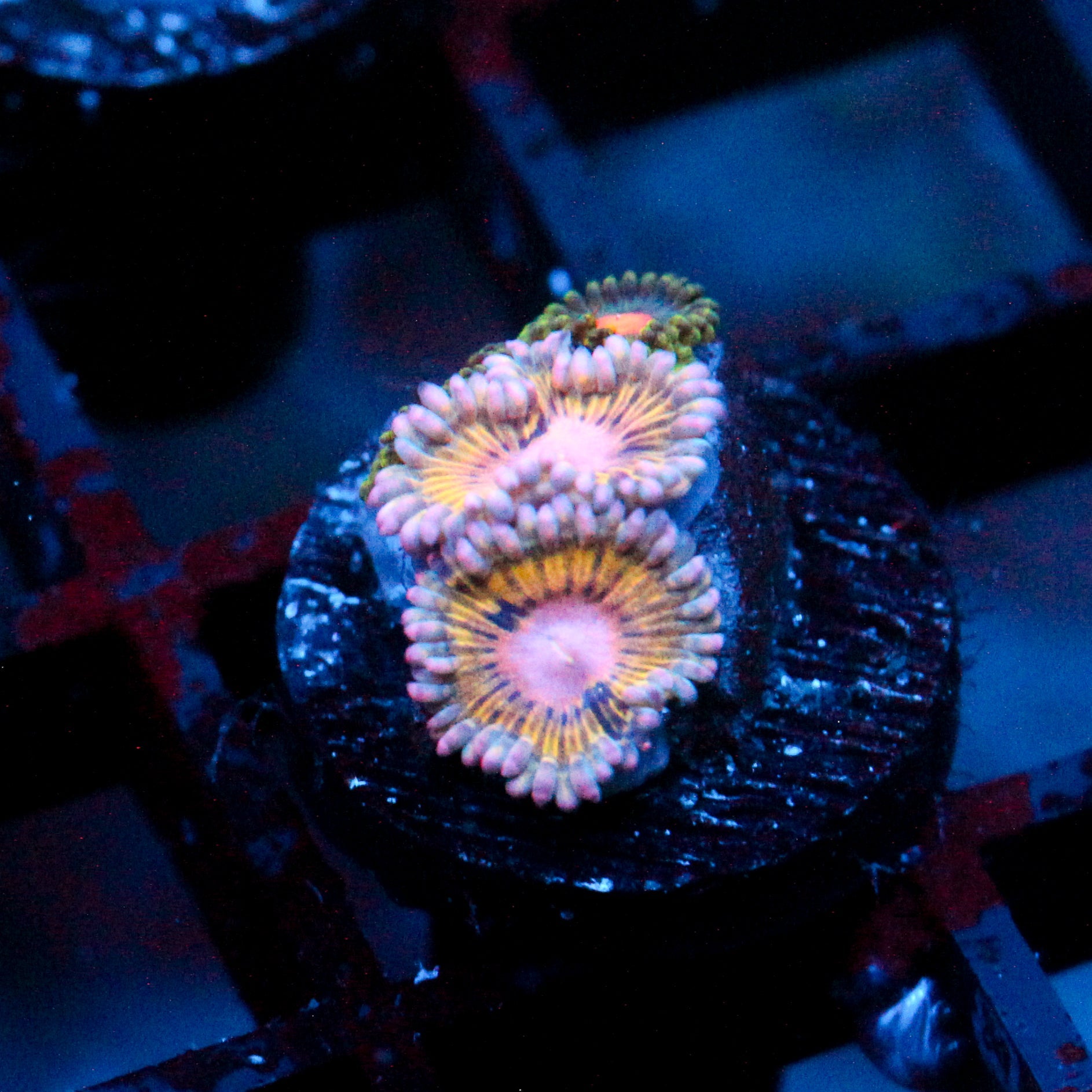 JC Pink Seam Zoanthid