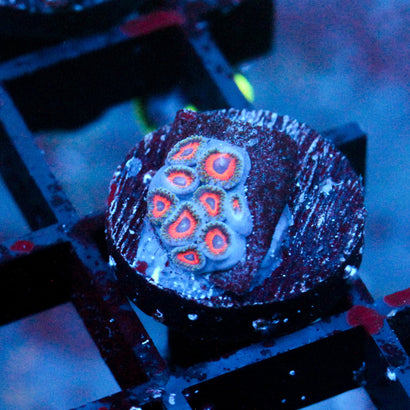 JF Fairytale Zoanthids