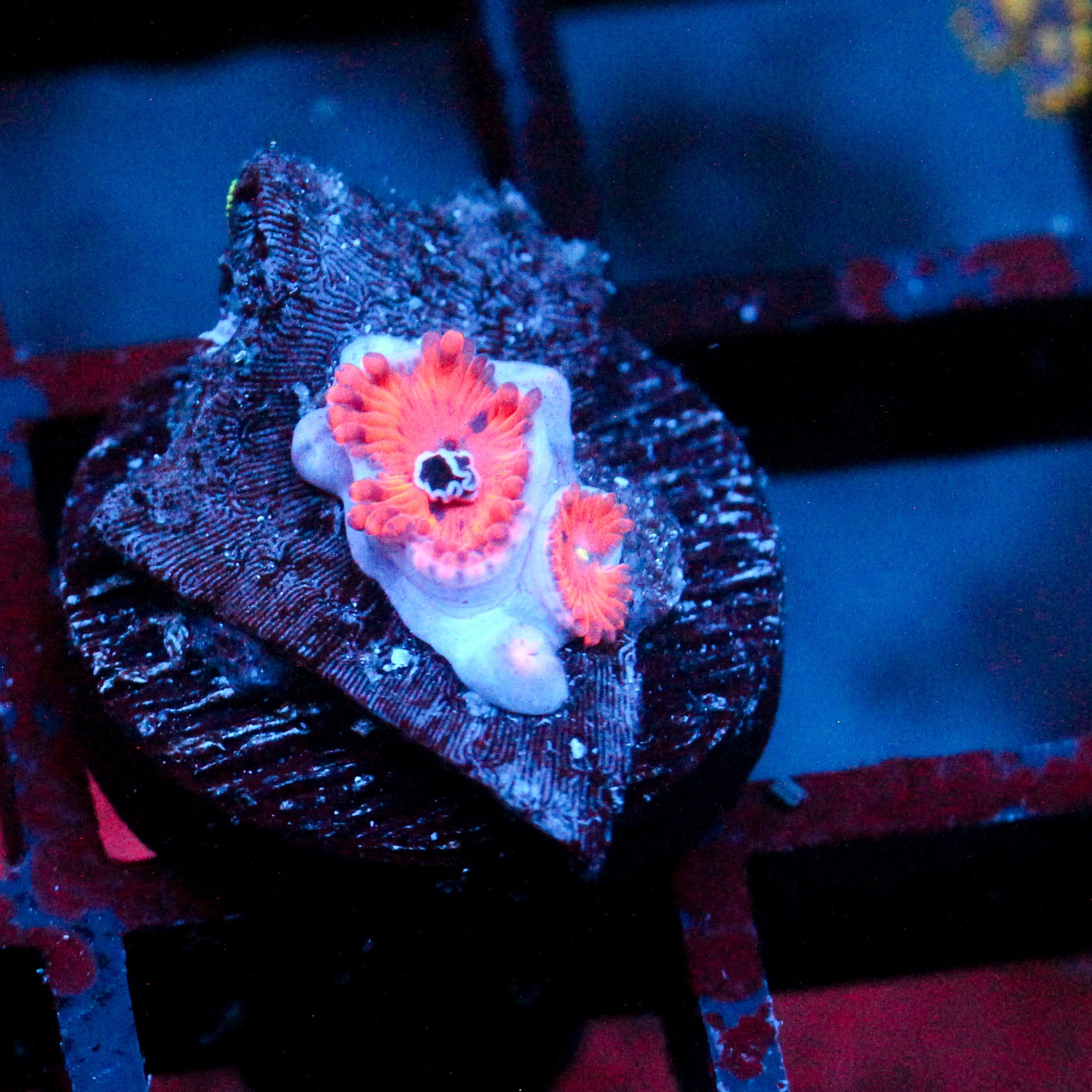 JC Xerxes Zoanthid