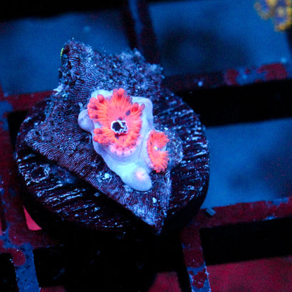 JC Xerxes Zoanthid
