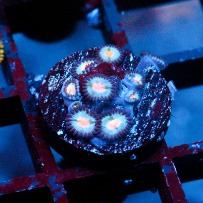 JC Blue Raven Zoanthid