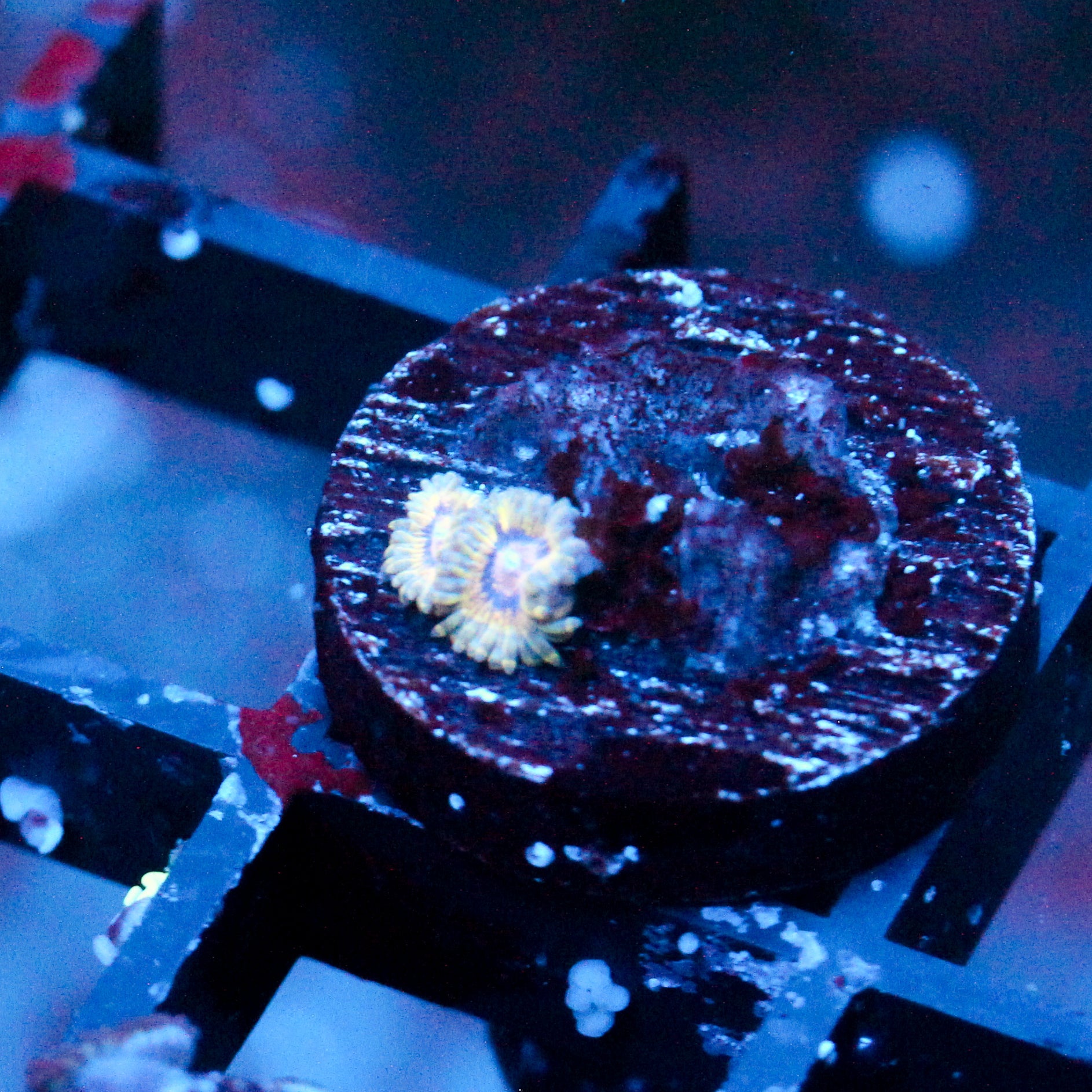JC Oceanside Zoanthid (Last one)