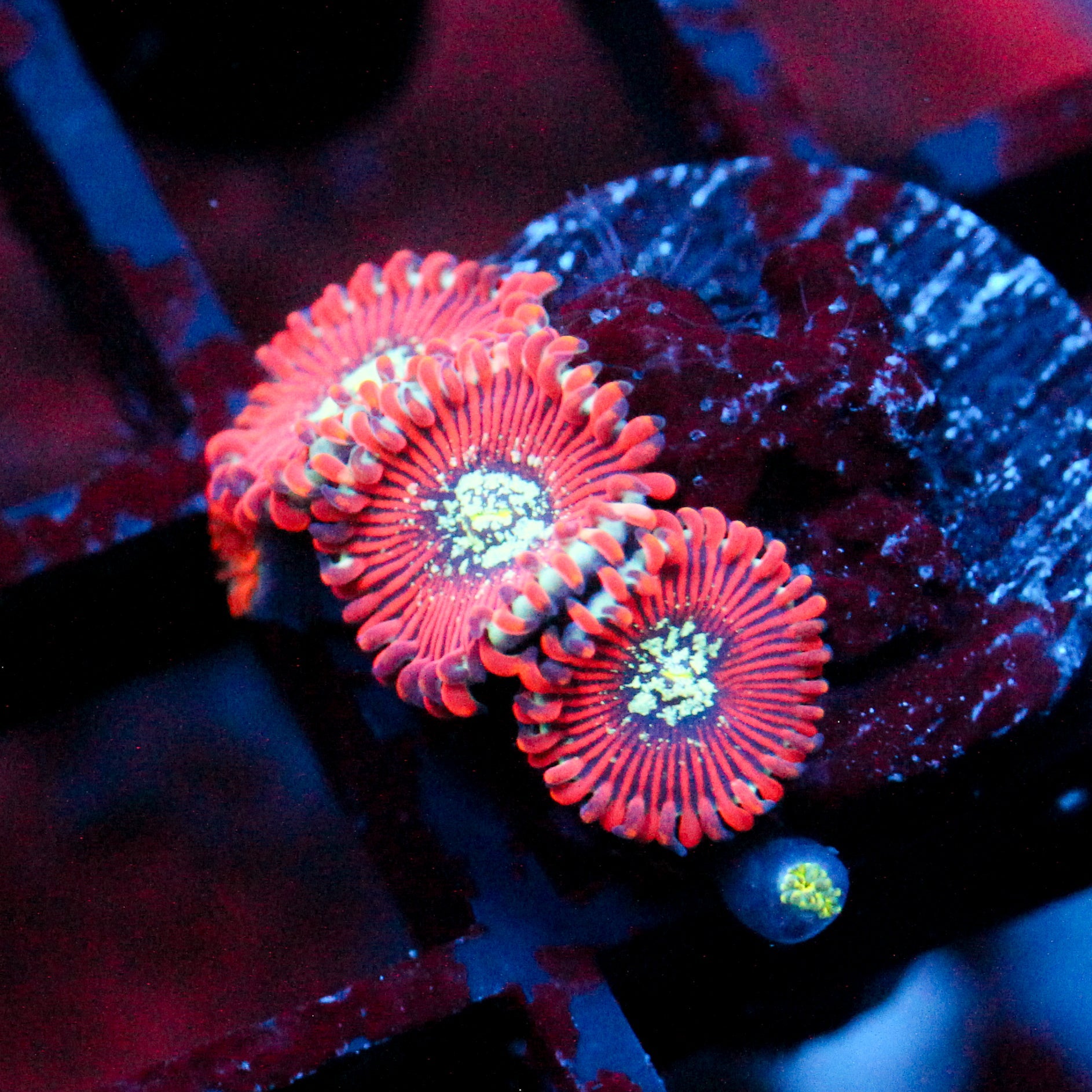 JC Magician's Zoanthid