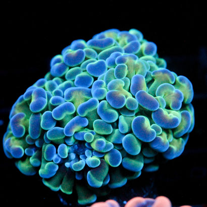 JC Hologram Hammer
