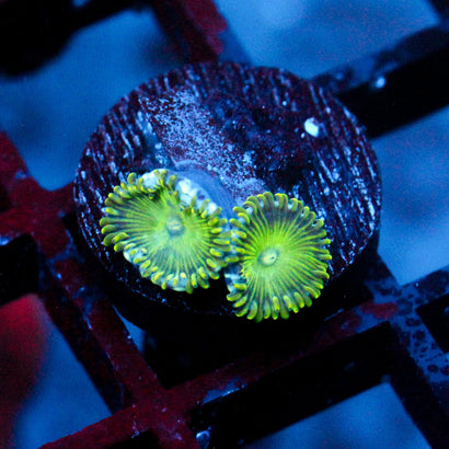 JC Lady Liberty Zoanthid