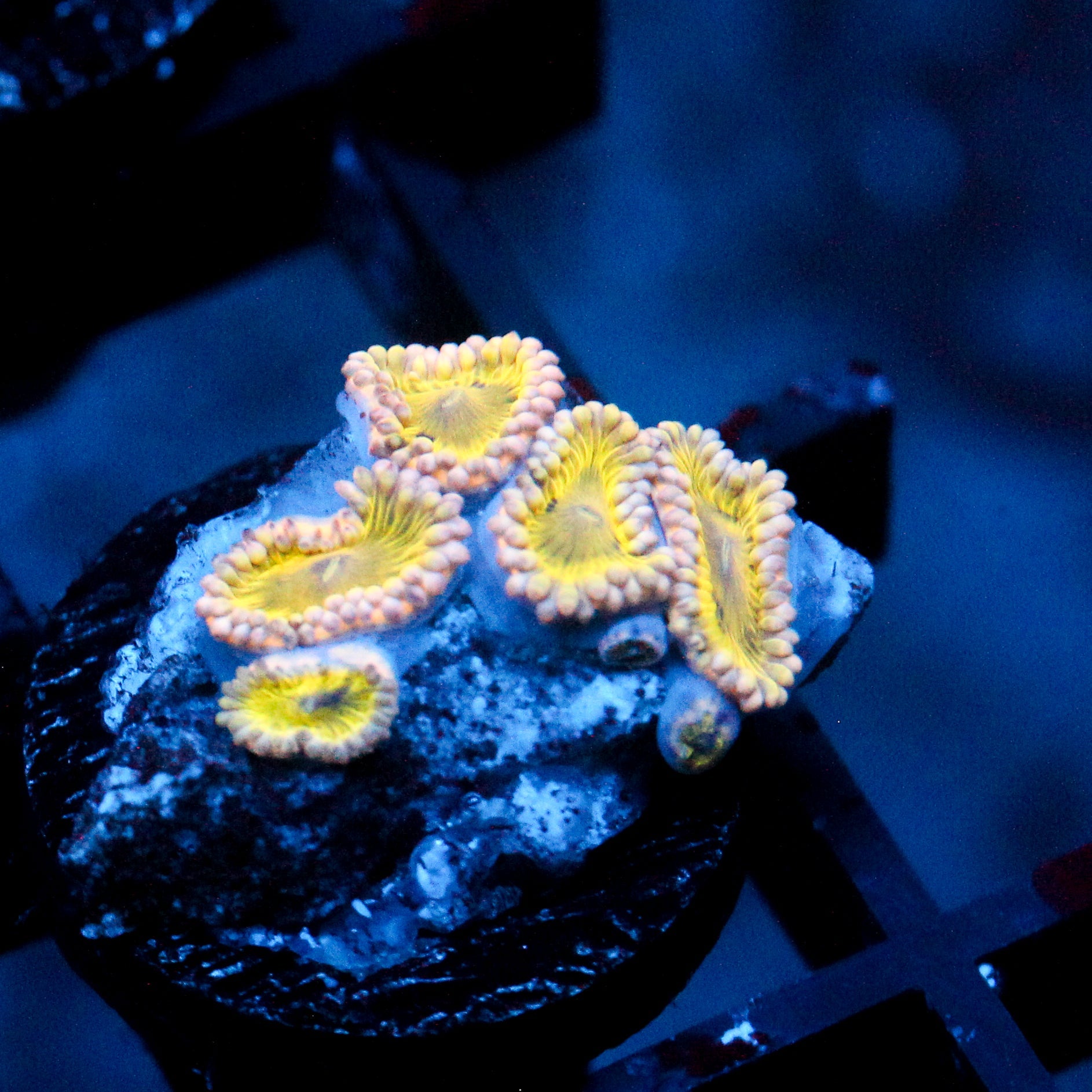 JC Gold Wonder Zoanthid