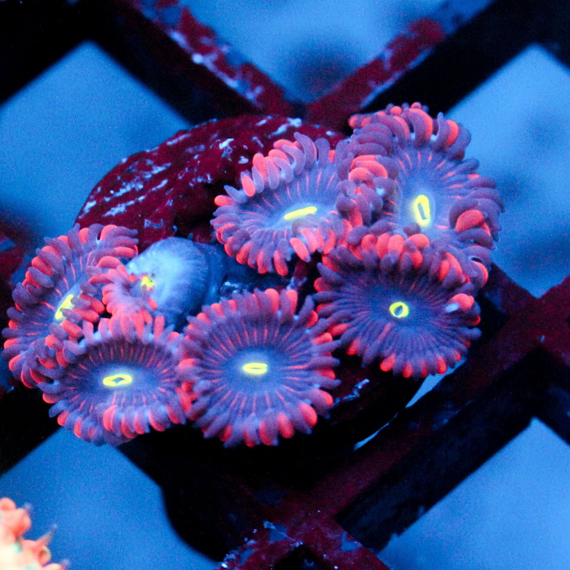 JC Purple People Eater Zoanthid