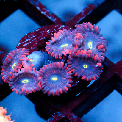 JC Purple People Eater Zoanthid