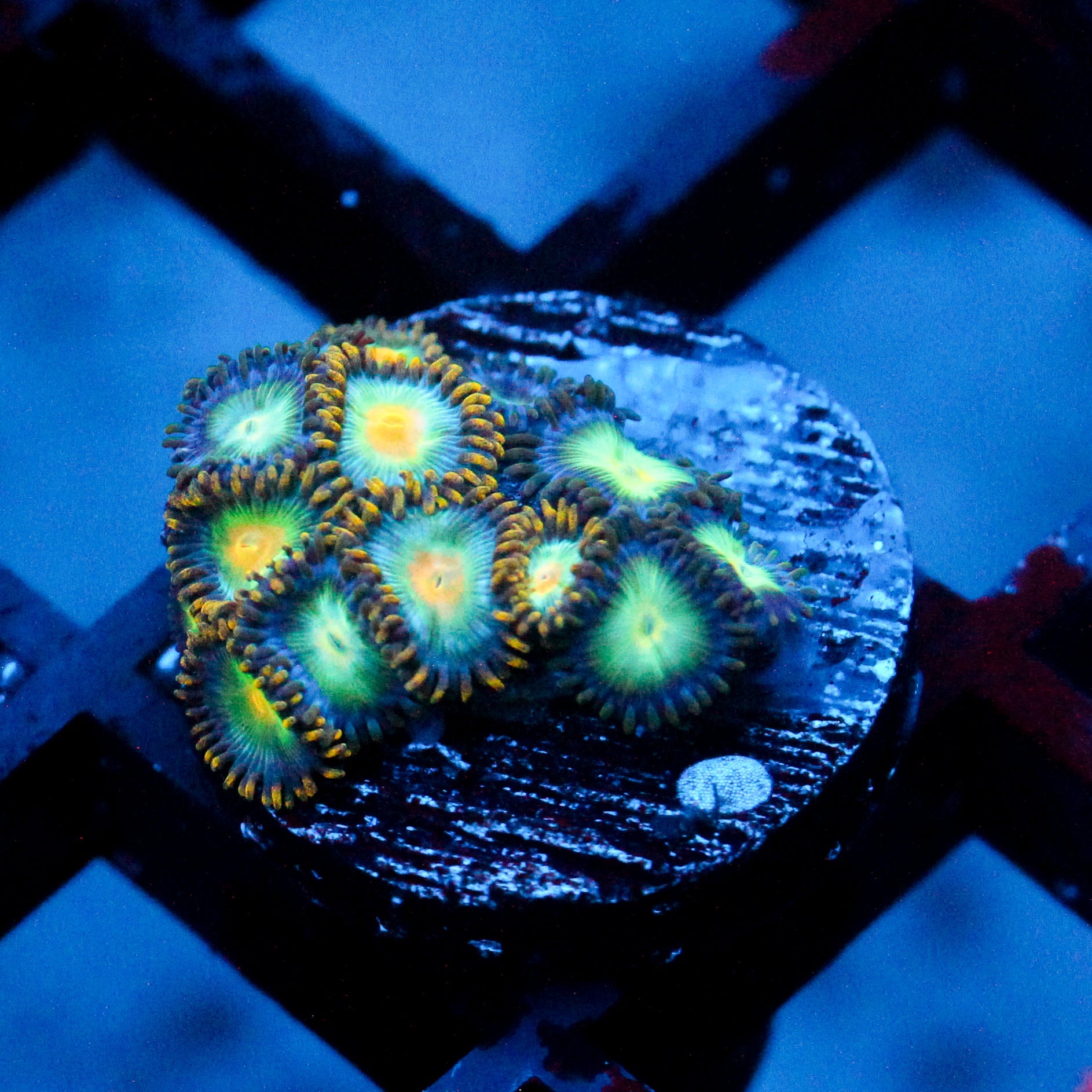 JC Birthstone Zoanthid