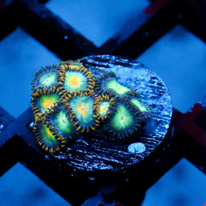 JC Birthstone Zoanthid