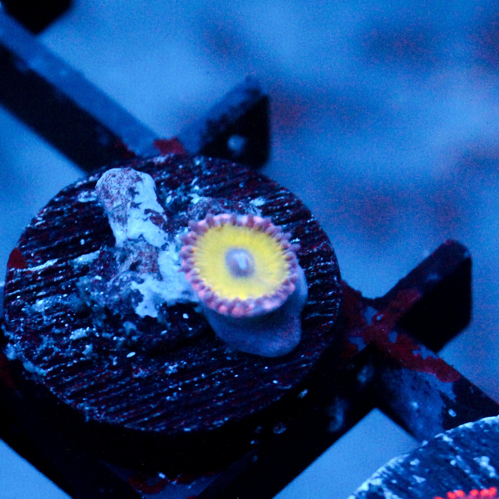 JC Flower Fall Zoanthid