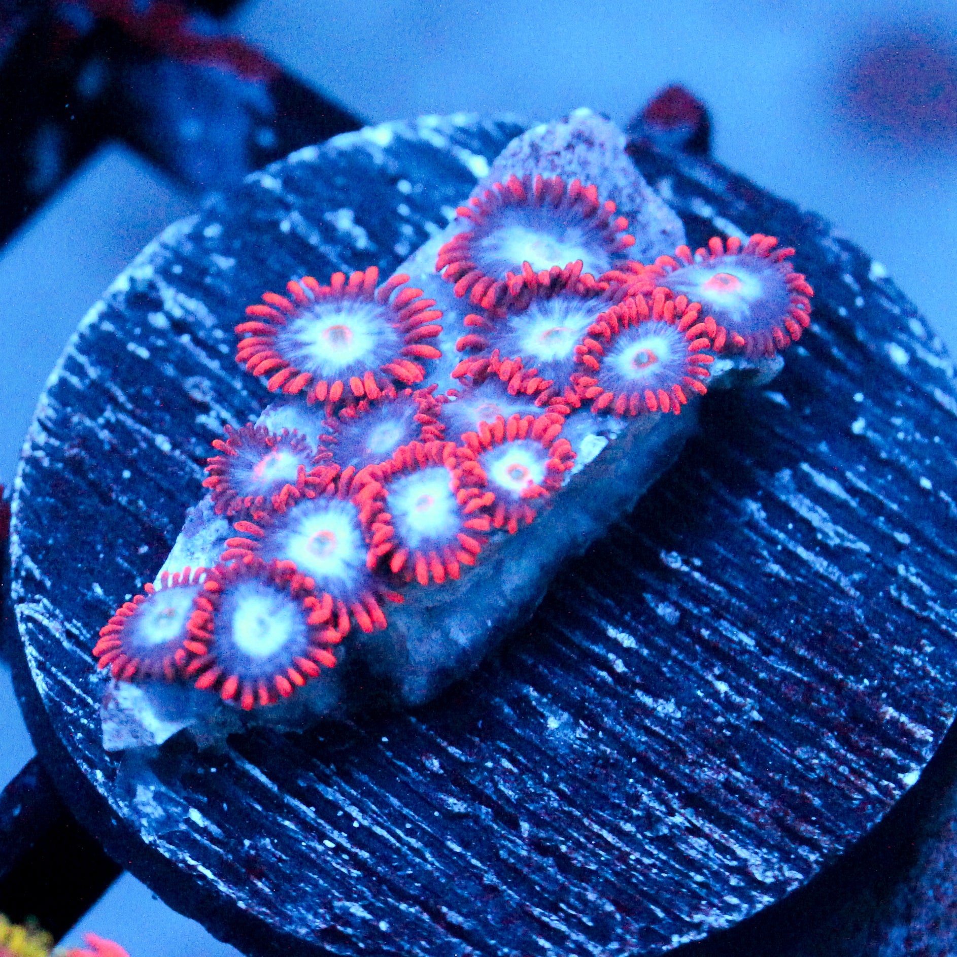 JC Edge of Reality Zoanthid
