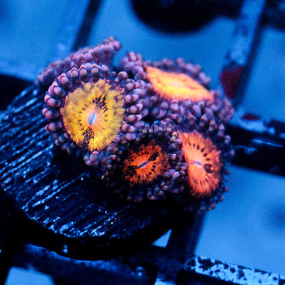 JC Speckled Kraze Zoanthid