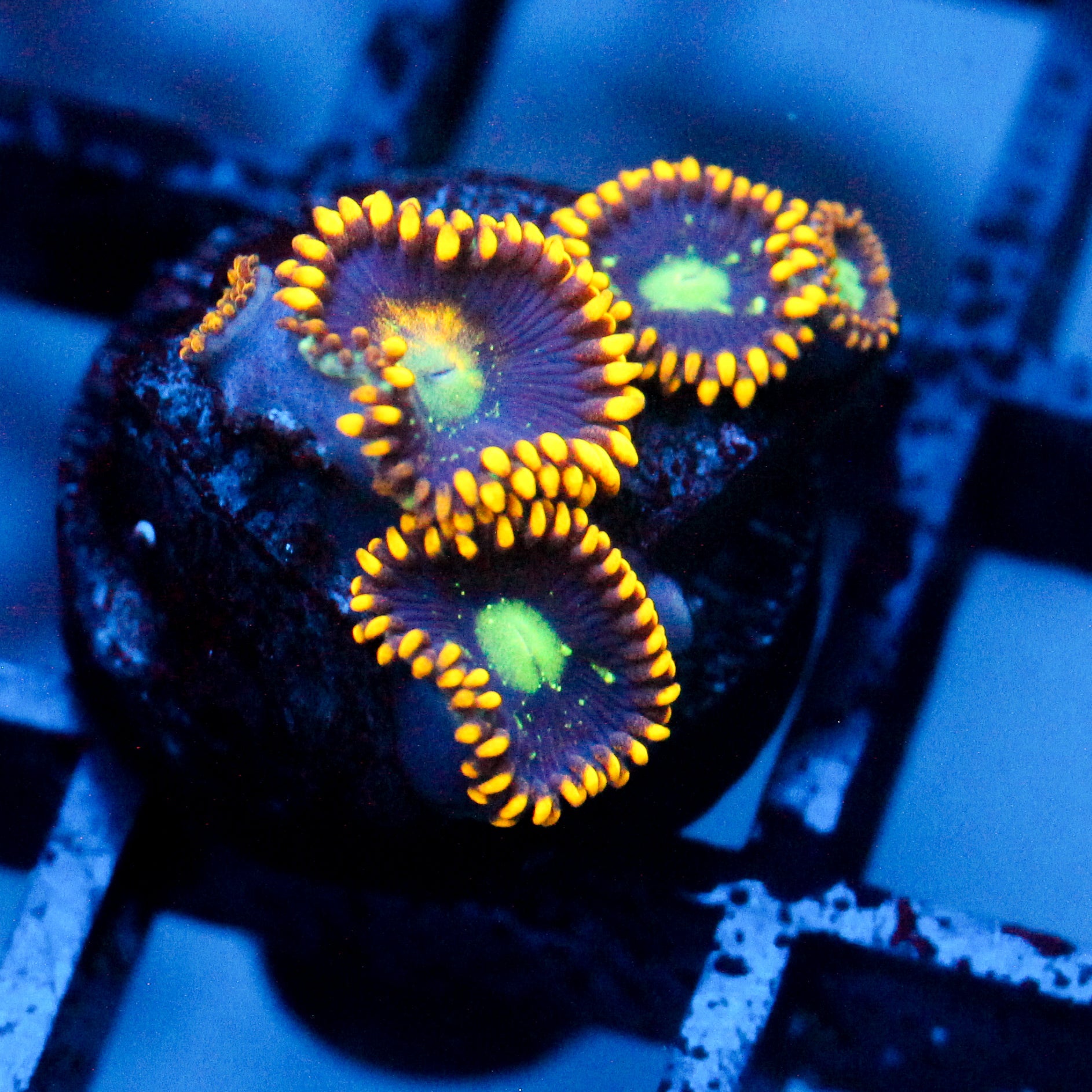 JC Dominator Zoanthid